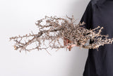 i230- コミフォラ エイル Commiphora sp. somalia eyl