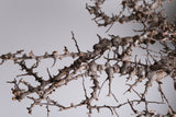 i230- コミフォラ エイル Commiphora sp. somalia eyl