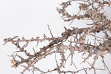 i230- コミフォラ エイル Commiphora sp. somalia eyl