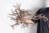 i230- コミフォラ エイル Commiphora sp. somalia eyl