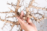 i230- コミフォラ エイル Commiphora sp. somalia eyl