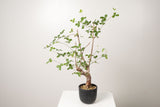 19 発根済 commiphora orbicularis  コミフォラ オルビクラリス