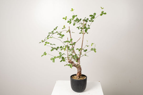 19 発根済 commiphora orbicularis  コミフォラ オルビクラリス