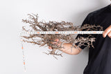 i230- コミフォラ エイル Commiphora sp. somalia eyl
