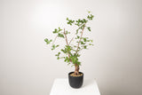 19 発根済 commiphora orbicularis  コミフォラ オルビクラリス