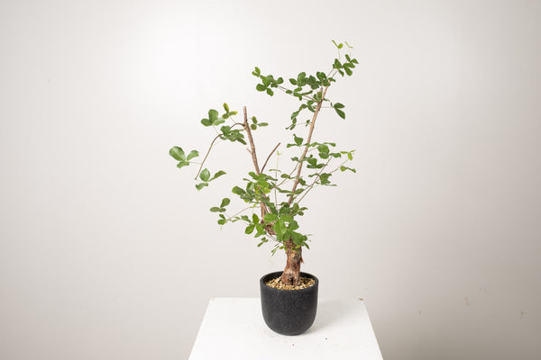 19 発根済 commiphora orbicularis  コミフォラ オルビクラリス