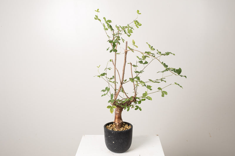 19 発根済 commiphora orbicularis  コミフォラ オルビクラリス