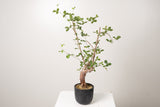 19 発根済 commiphora orbicularis  コミフォラ オルビクラリス