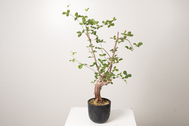 19 発根済 commiphora orbicularis  コミフォラ オルビクラリス