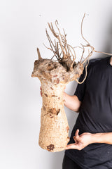 i201 - アダンソニア ディギタータ バオバブ  Adansonia digitata