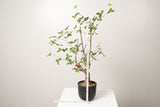 19 発根済 commiphora orbicularis  コミフォラ オルビクラリス