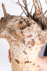i201 - アダンソニア ディギタータ バオバブ  Adansonia digitata