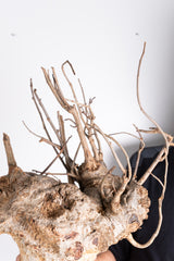 i201 - アダンソニア ディギタータ バオバブ  Adansonia digitata