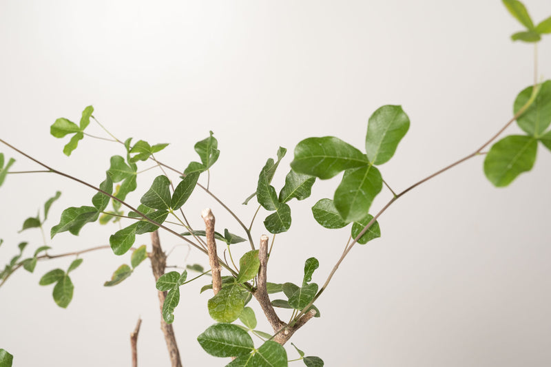 19 発根済 commiphora orbicularis  コミフォラ オルビクラリス