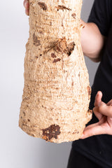 i201 - アダンソニア ディギタータ バオバブ  Adansonia digitata