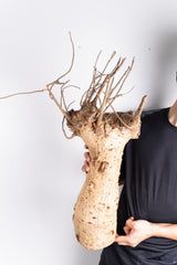 i201 - アダンソニア ディギタータ バオバブ  Adansonia digitata