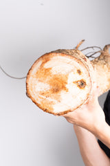 i201 - アダンソニア ディギタータ バオバブ  Adansonia digitata