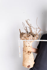 i201 - アダンソニア ディギタータ バオバブ  Adansonia digitata