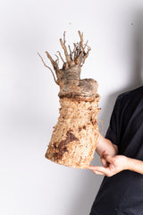 i202 - アダンソニア ディギタータ バオバブ  Adansonia digitata