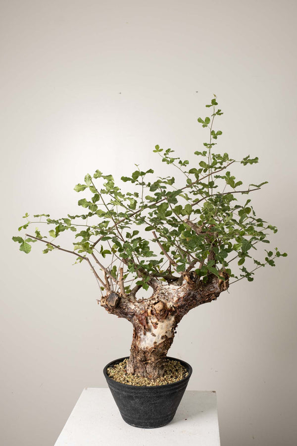 10 発根済  commiphora orbicularis コミフォラ オルビクラリス