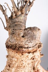i202 - アダンソニア ディギタータ バオバブ  Adansonia digitata