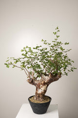 10 発根済  commiphora orbicularis コミフォラ オルビクラリス