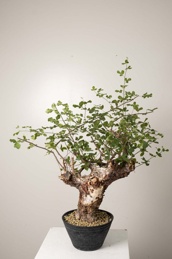 10 発根済  commiphora orbicularis コミフォラ オルビクラリス