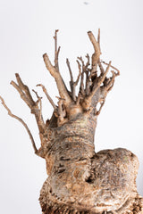 i202 - アダンソニア ディギタータ バオバブ  Adansonia digitata