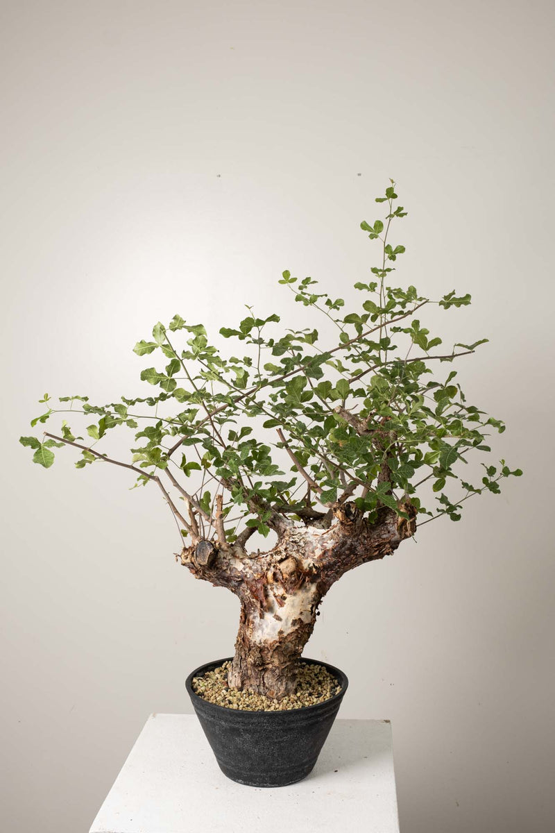 10 発根済  commiphora orbicularis コミフォラ オルビクラリス