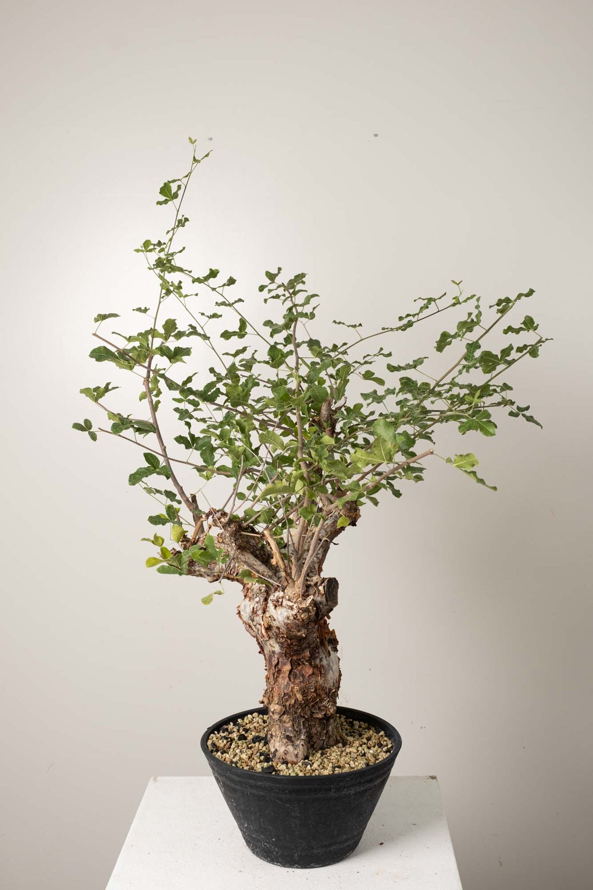 コミフォラ　オルビクラリス 10 発根済 commiphora orbicularis コミフォラ オルビクラリス