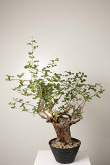 10 発根済  commiphora orbicularis コミフォラ オルビクラリス