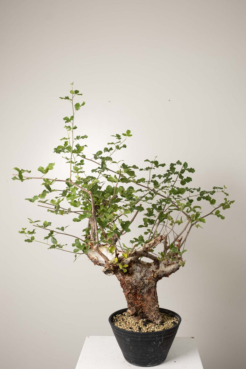 10 発根済  commiphora orbicularis コミフォラ オルビクラリス