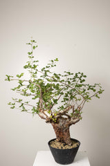 10 発根済  commiphora orbicularis コミフォラ オルビクラリス