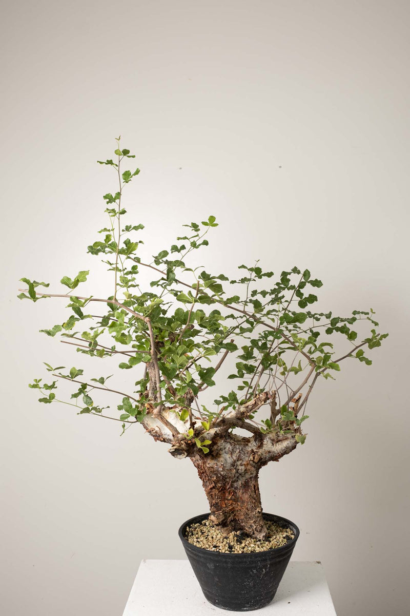 10 発根済  commiphora orbicularis コミフォラ オルビクラリス