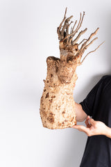 i202 - アダンソニア ディギタータ バオバブ  Adansonia digitata