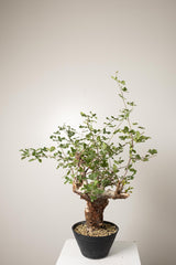10 発根済  commiphora orbicularis コミフォラ オルビクラリス