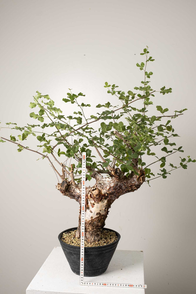 10 発根済  commiphora orbicularis コミフォラ オルビクラリス