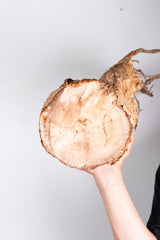 i202 - アダンソニア ディギタータ バオバブ  Adansonia digitata