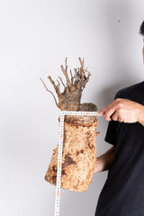 i202 - アダンソニア ディギタータ バオバブ  Adansonia digitata