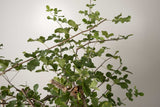 10 発根済  commiphora orbicularis コミフォラ オルビクラリス