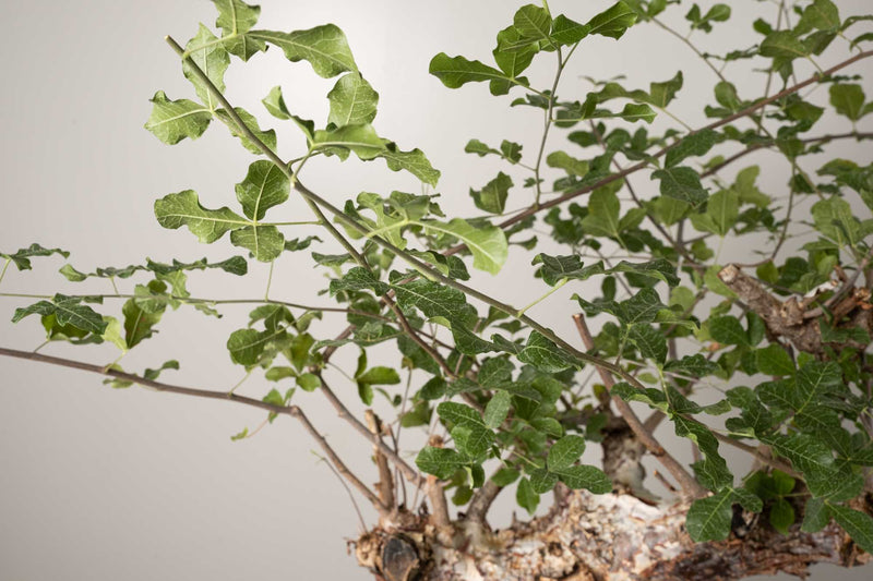 10 発根済  commiphora orbicularis コミフォラ オルビクラリス