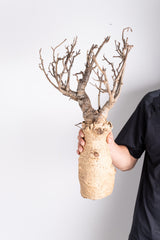 i203 - アダンソニア ディギタータ バオバブ Adansonia digitata