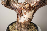 10 発根済  commiphora orbicularis コミフォラ オルビクラリス
