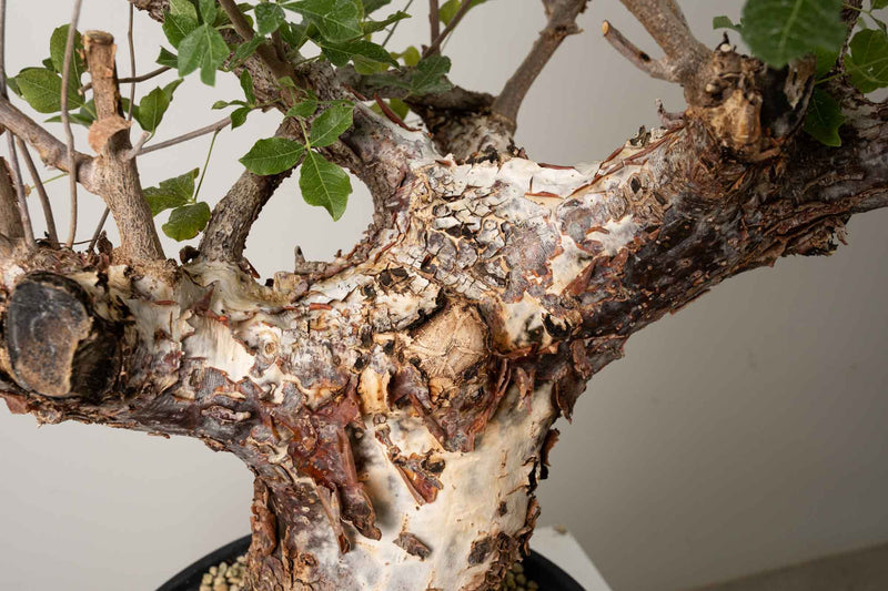 10 発根済  commiphora orbicularis コミフォラ オルビクラリス