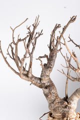i203 - アダンソニア ディギタータ バオバブ Adansonia digitata