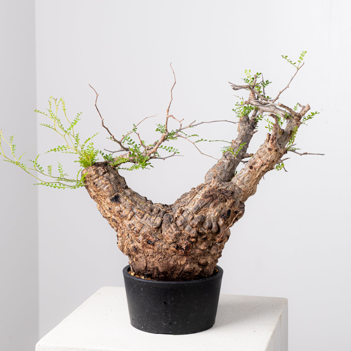 オペルクリカリア・パキプス / OPERCULICARYA PACHYPUS – KOMO