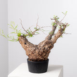 1070- 発根済 Operculicarya Pachypus オペルクリカリア・パキプス