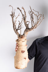 i203 - アダンソニア ディギタータ バオバブ Adansonia digitata