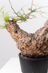 1070- 発根済 Operculicarya Pachypus オペルクリカリア・パキプス