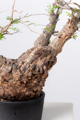 1070- 発根済 Operculicarya Pachypus オペルクリカリア・パキプス